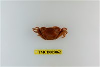 藏品(絨毛近方蟹)的圖片